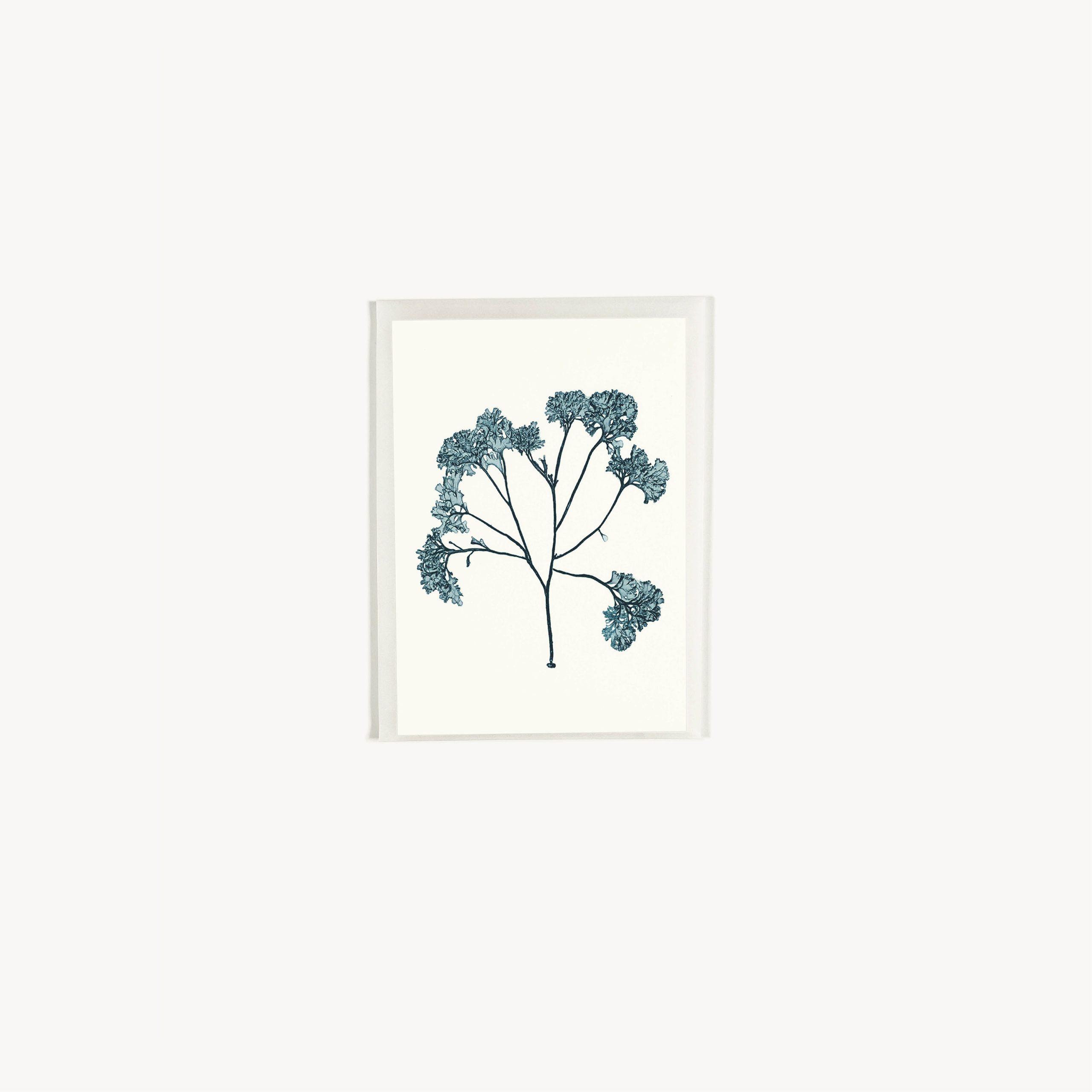objects-prints-2dd-s-phyllophora-membranifolia-card-4