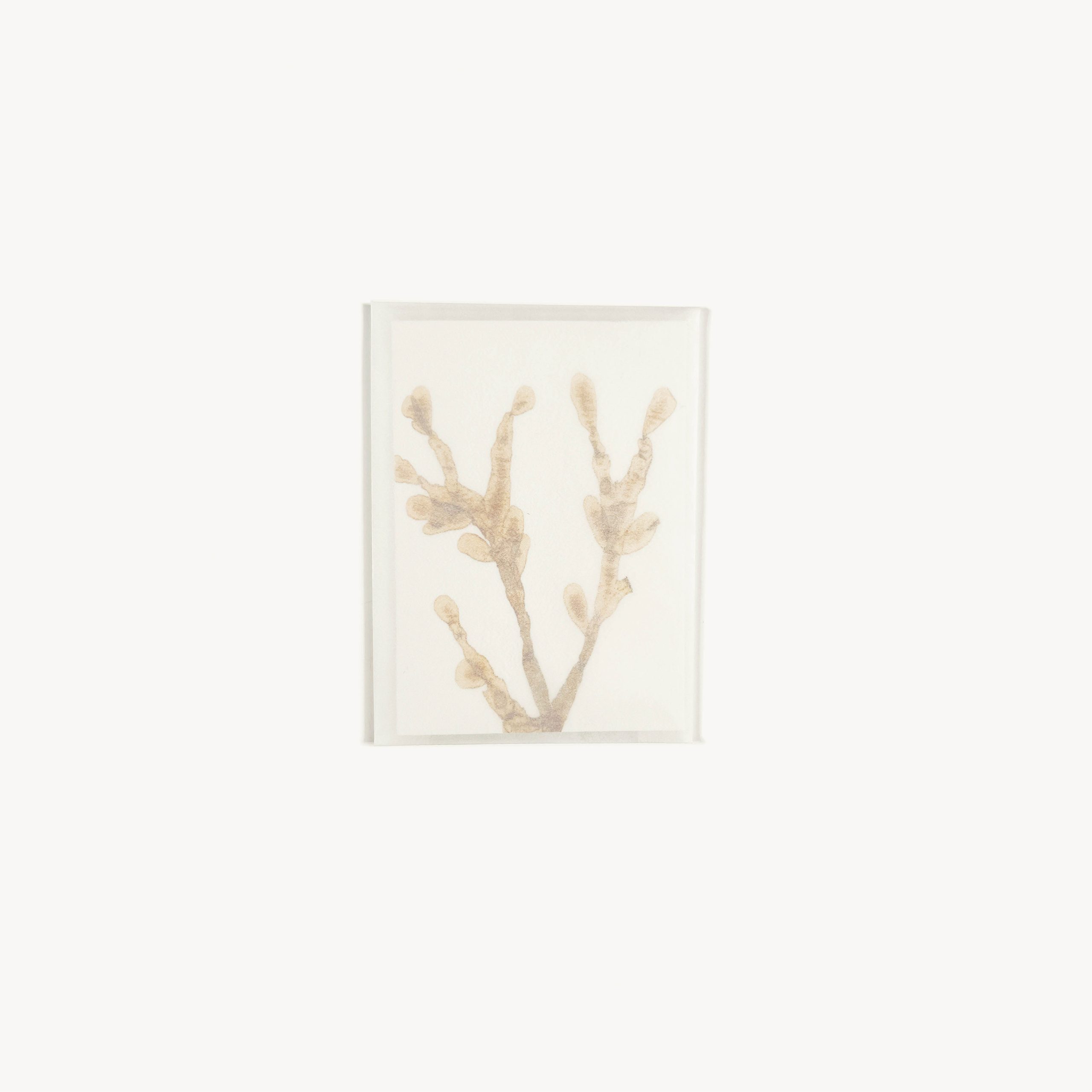 objects-prints-2dd-s-phyllophora-rubens-envelope-1